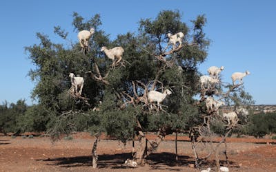 Capre in viaggio sull’albero da Agadir